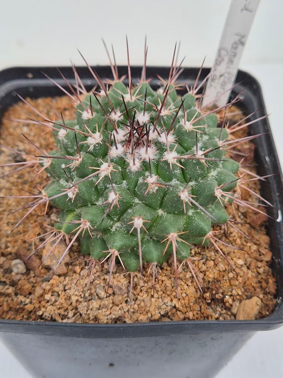 Mammillaria Craigii - Rog 644