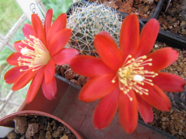 Rebutia Canaletas 