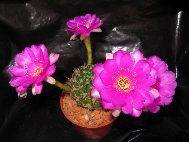 Echinopsis Ancistrophora ssp. cardenasiana WR 498 