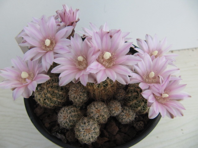 Gymnocalycium bruchii photo prise le 25-04-2013