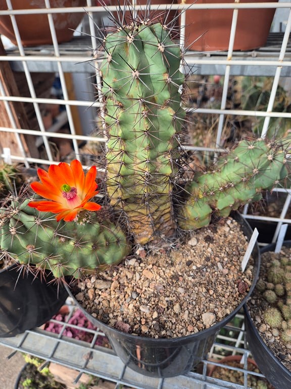 Echinocereus Triglochidiatus