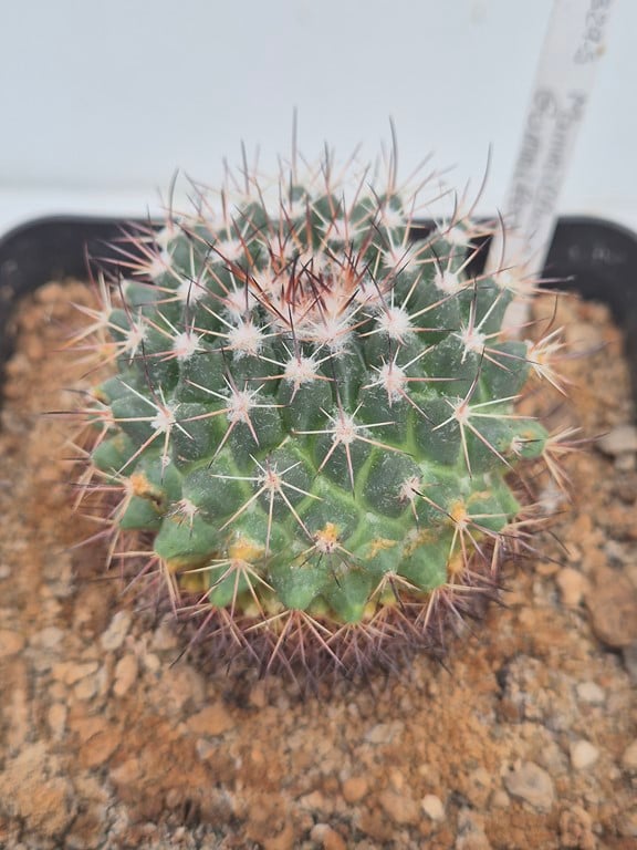 Mammillaria Gummifera
