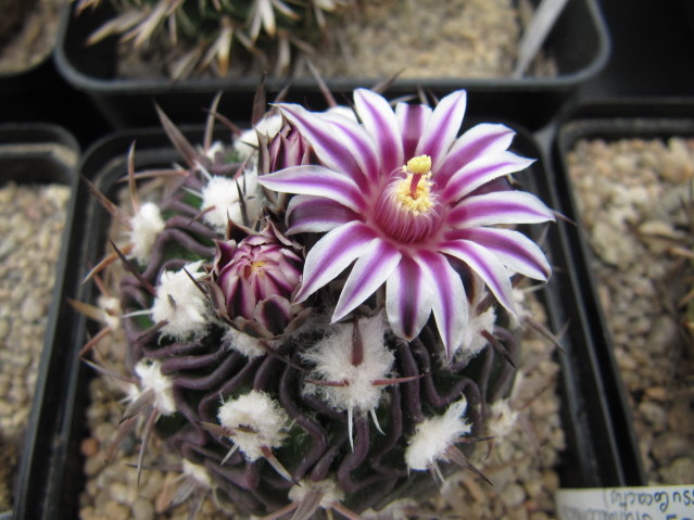 Stenocactus Grandicornis