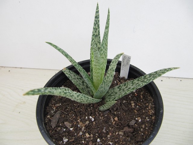 Aloe Rauhii