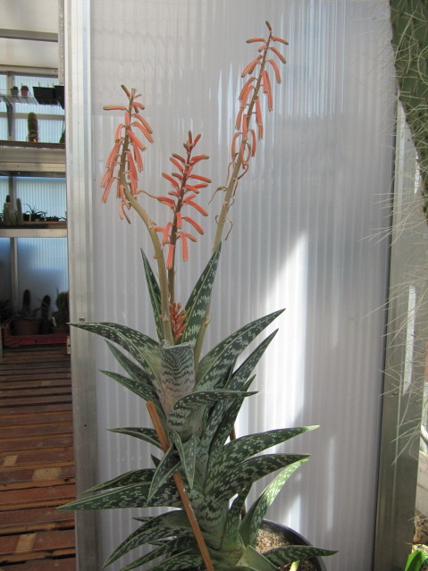 Aloe Variegata