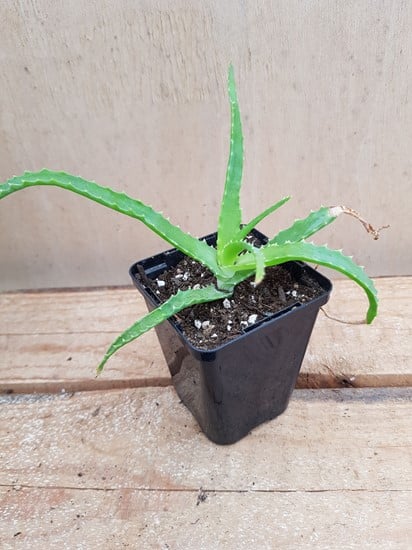 Aloe Arborescens  Miller