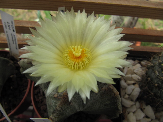 Astrophytum Myriostigma 