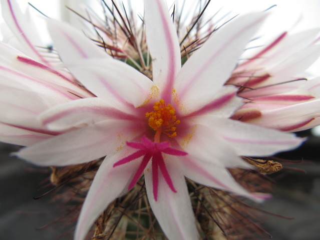 Mammillaria Albicans ssp. fraileana 