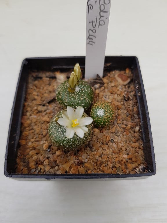  Blossfeldia fechseri P244