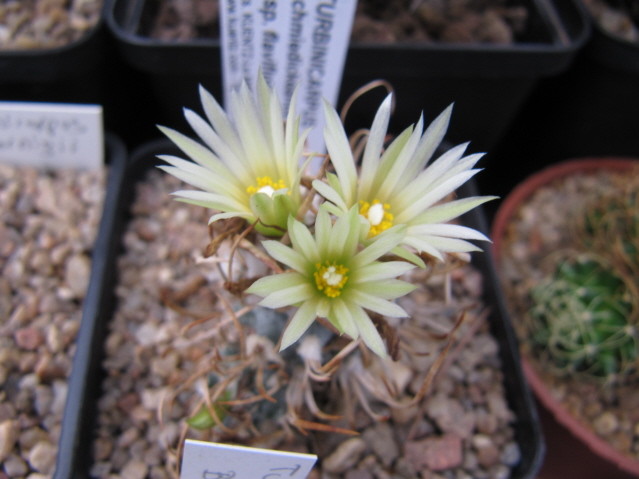 Turbinicarpus schmiedickeanus ssp flaviflorus