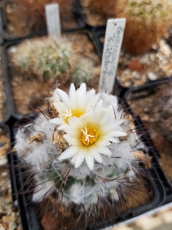 Gymnocactus gielsdorfianus 