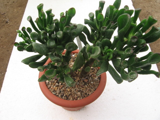 réf:1531-2 Photo prise le 08-10-2007