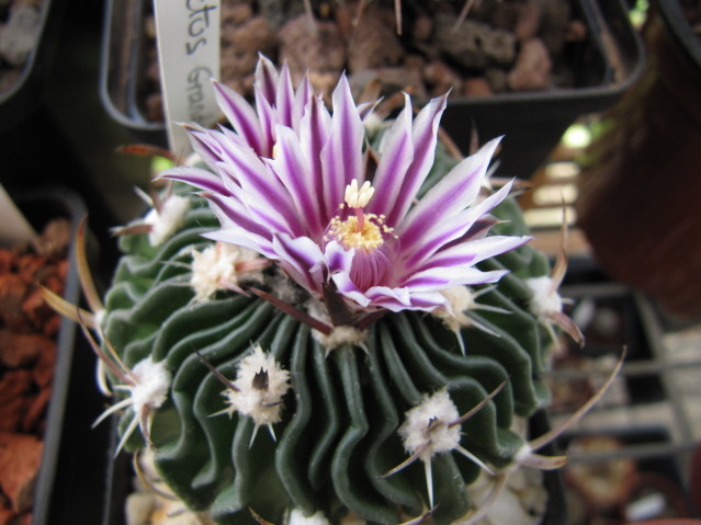 Stenocactus Grandicornis 