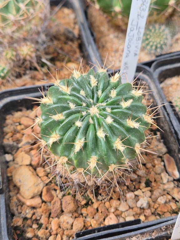 Lobivia jajoiana WR 213