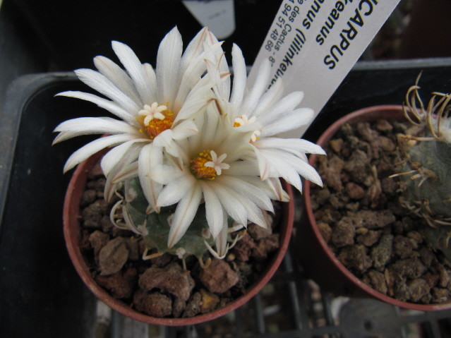 réf:591-1 photo prise le 26-08-2010