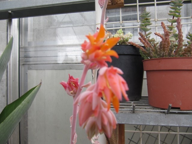 réf:1541-1 photo prise le 18-09-2013