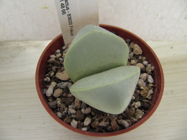 réf:1641-1 Argyroderma Patens