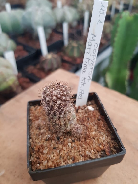 réf:112 Copiapoa Maritima KK_1709