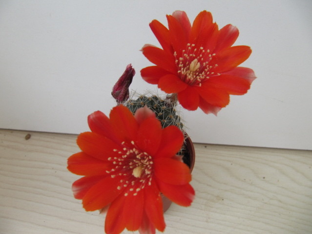 Rebutia Nigrilans v,albispina WR 771 