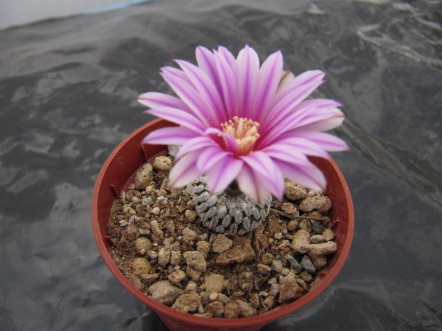 Turbinicarpus pseudopectinatus var. rubriflorus 