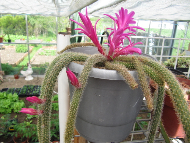 Aporocactus Martianus 