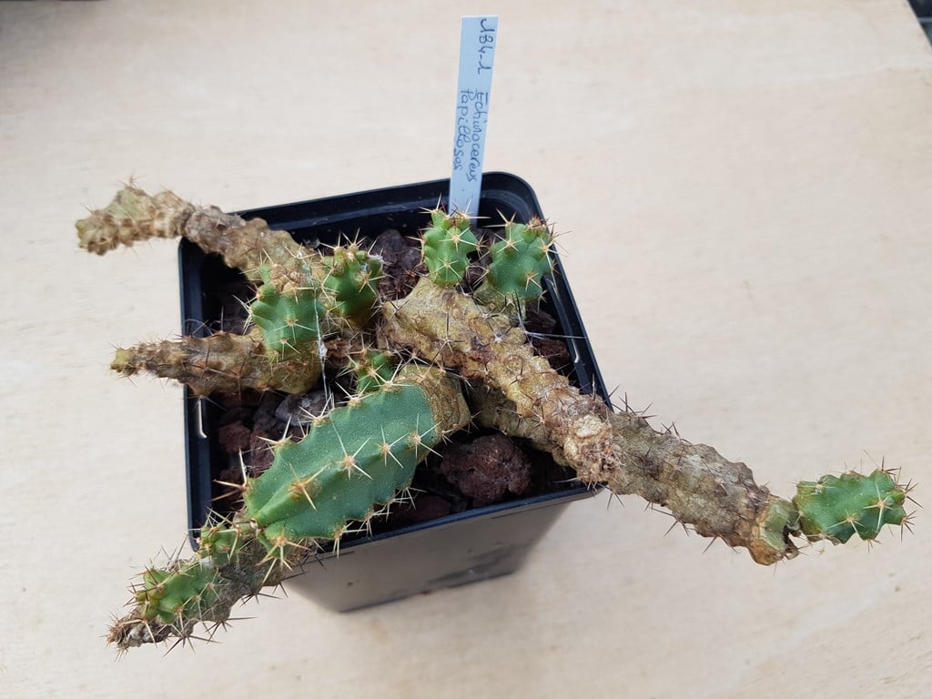 Echinocereus papillosus