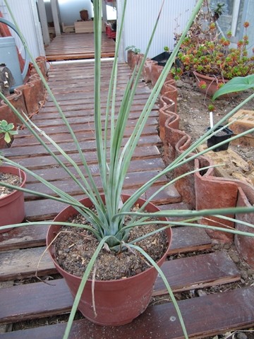 réf: 6-1  Photo prise le 23-11-2013