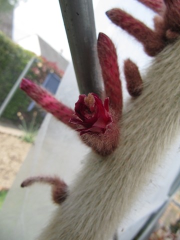 Cleistocactus strausii