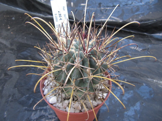 réf:511-1 Sclerocactus Uncinatus ssp. wrightii