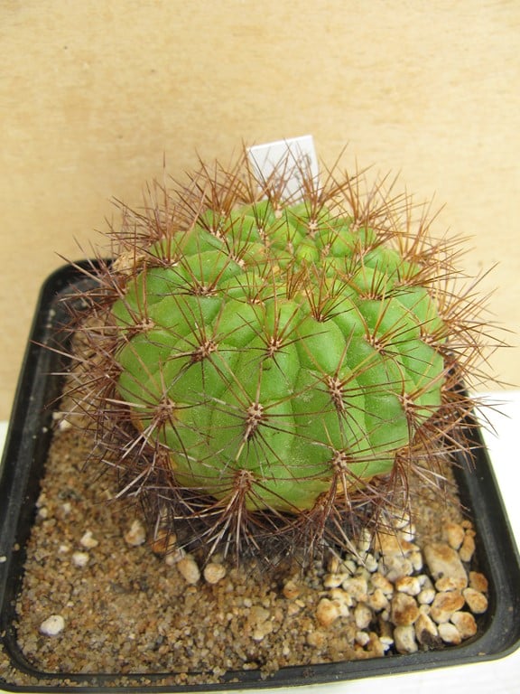 Matucana Aurantiaca