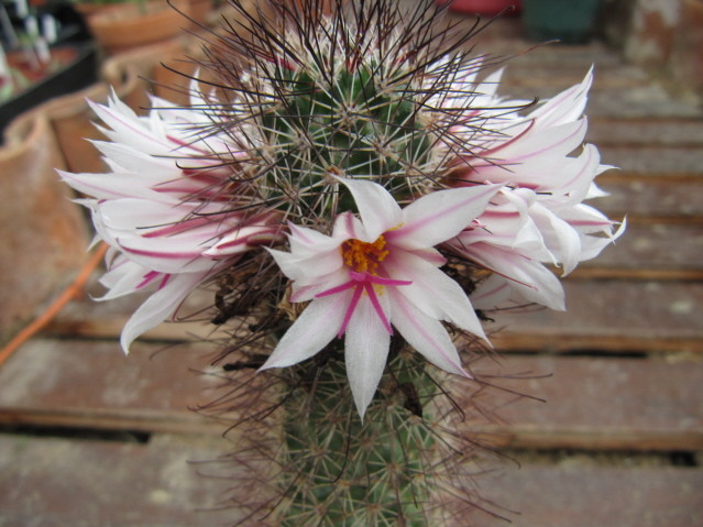 Mammilaria albicans ssp. fraileana 