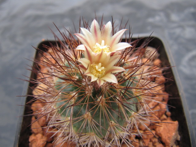 Acharagma Aguirreanum