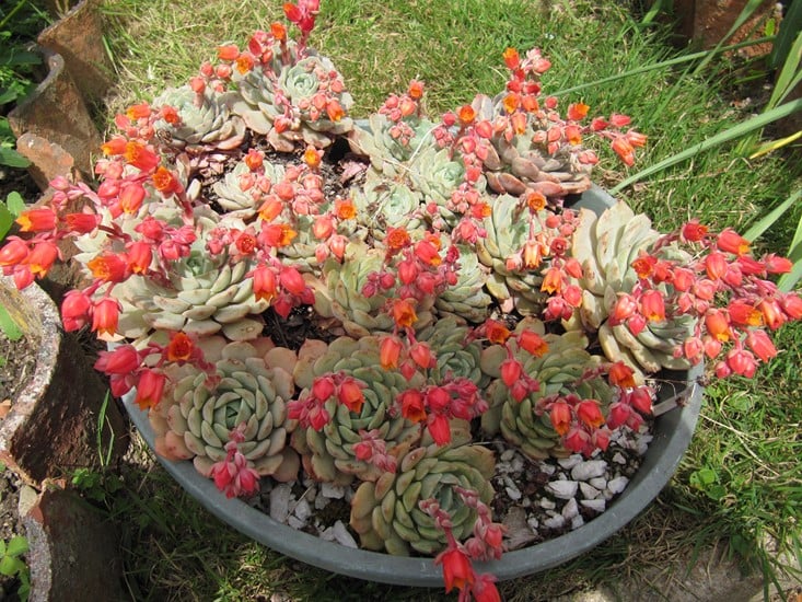 réf:1540-1 photo prise le 10-05-2017