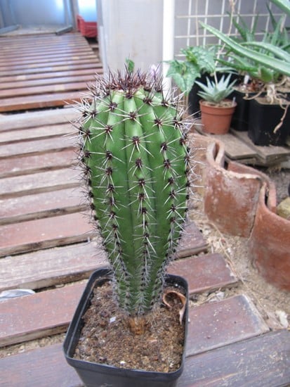 réf:650-2 photo prise le 27-10-2018