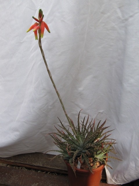 Aloe Humilis