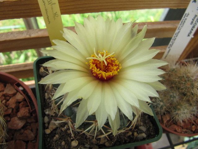 Coryphantha Bumamma 