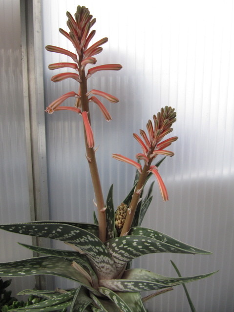 Aloe Variegata photo prise le 17-03-2013