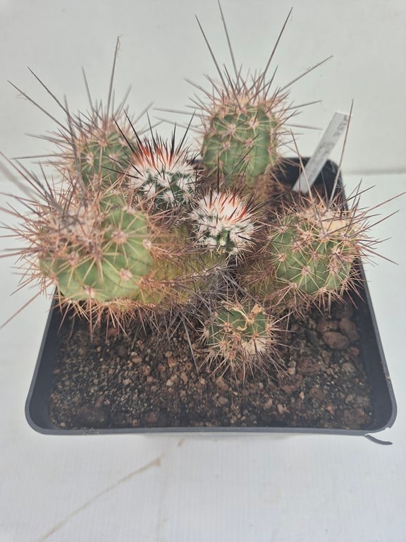 Echinocereus Pacificus