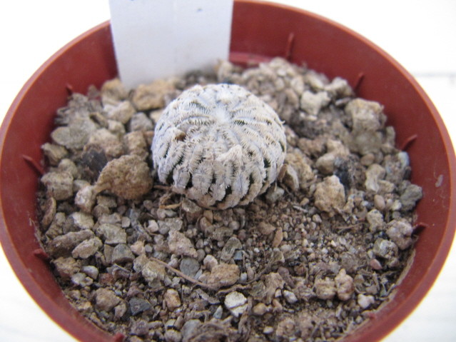 réf:589-1 photo prise le 13-10-2012