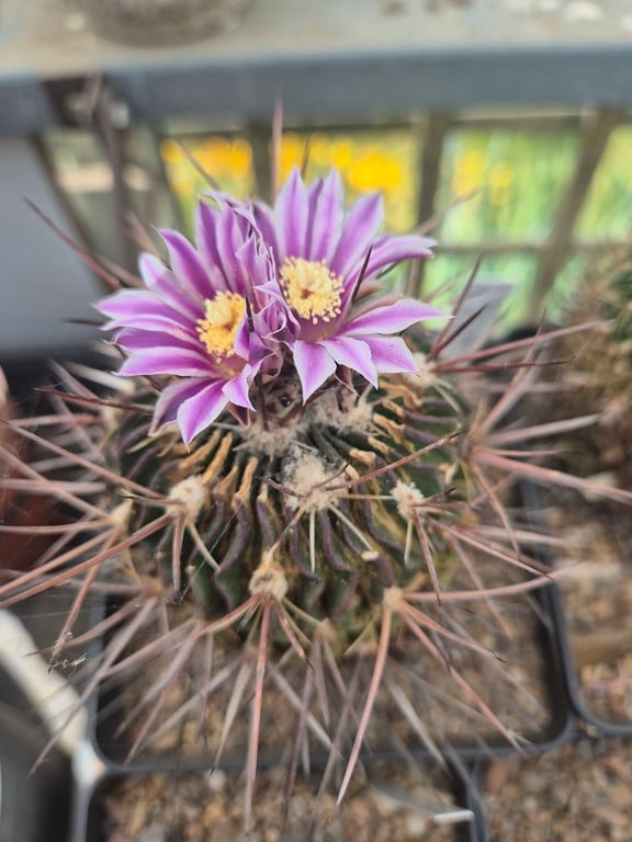 Echinofossulocactus hastatus