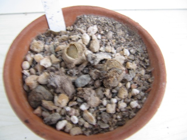 réf:1670 Lithops Pseudotruncatella C70