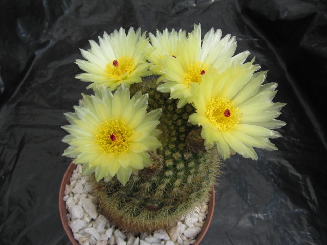 Parodia werdermanniana