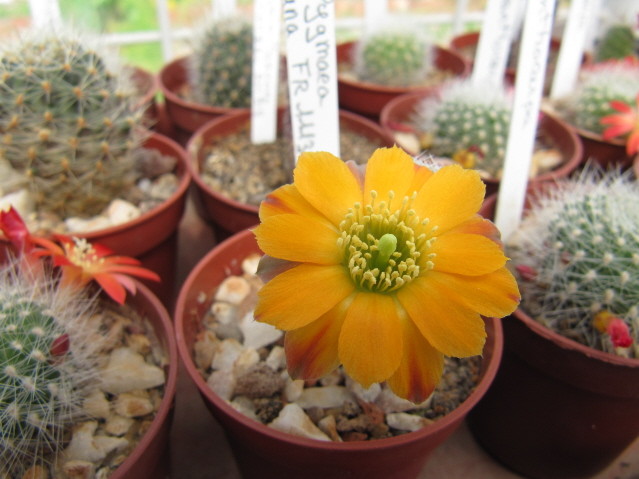 Rebutia Pygmaea v. diersiana FR1113 
