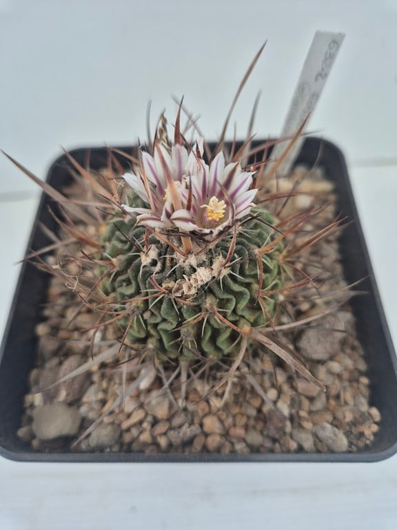 Echinofossulocactus Grandicornis SB 437