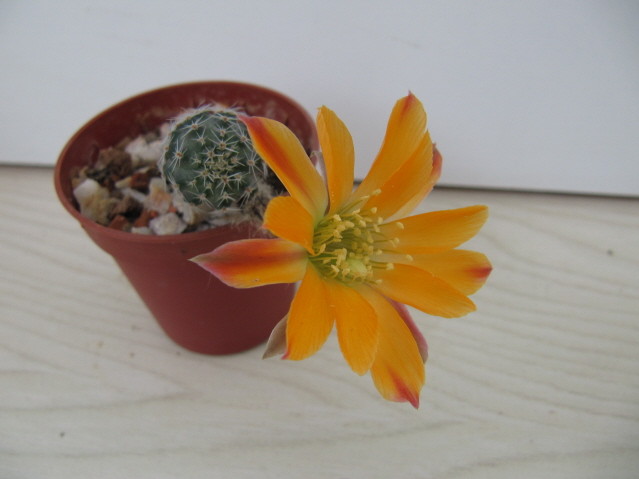 Rebutia Pygmaea v. diersiana FR1113 