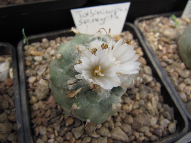 Turbinicarpus sp negrita 