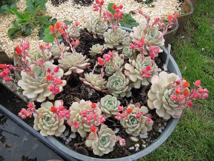 réf:1540-1 photo prise le 07-05-2018