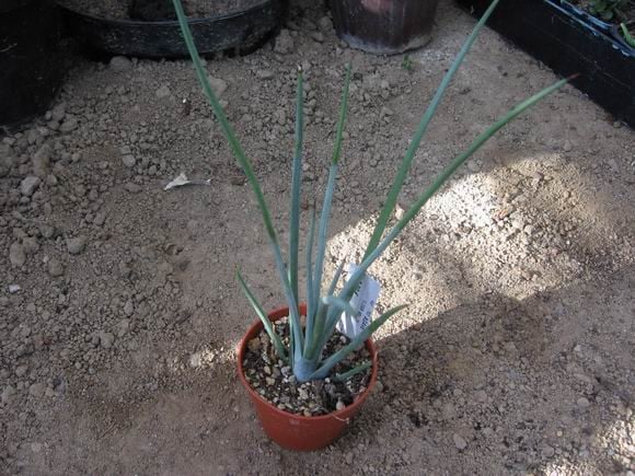 réf: 6-1  Photo prise le 13-09-2009