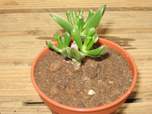 réf:1531-1 Photo prise le 01-05-2006