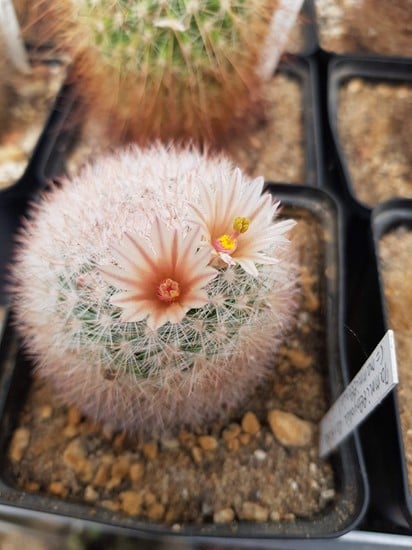Mammillaria Candida